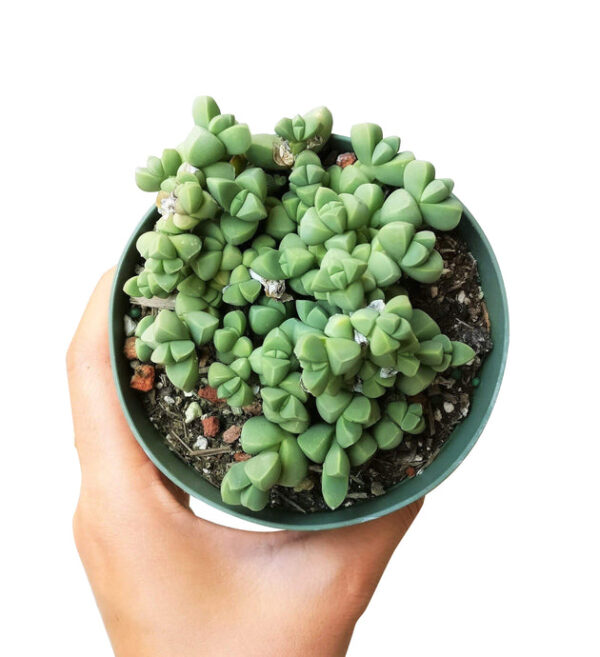Ice Plant Corpuscularia Lehmannii - Image 6