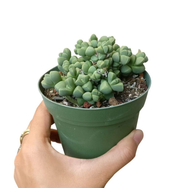 Ice Plant Corpuscularia Lehmannii - Image 5