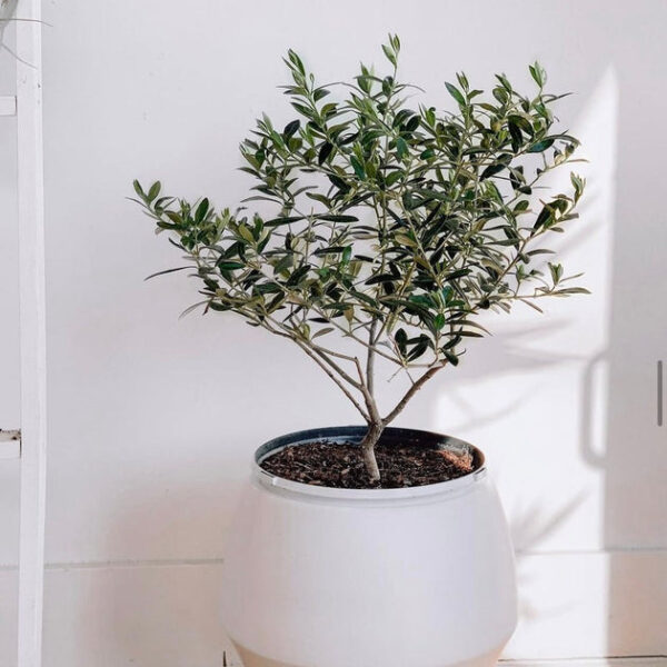 Olive Topiary Tree - Image 4