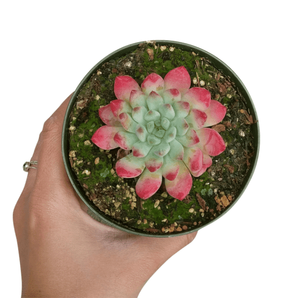 Sedeveria Blue Elf Echeveria x Sedum - Image 8