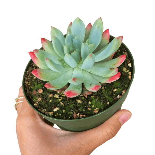 Sedeveria Blue Elf Echeveria x Sedum - Image 6