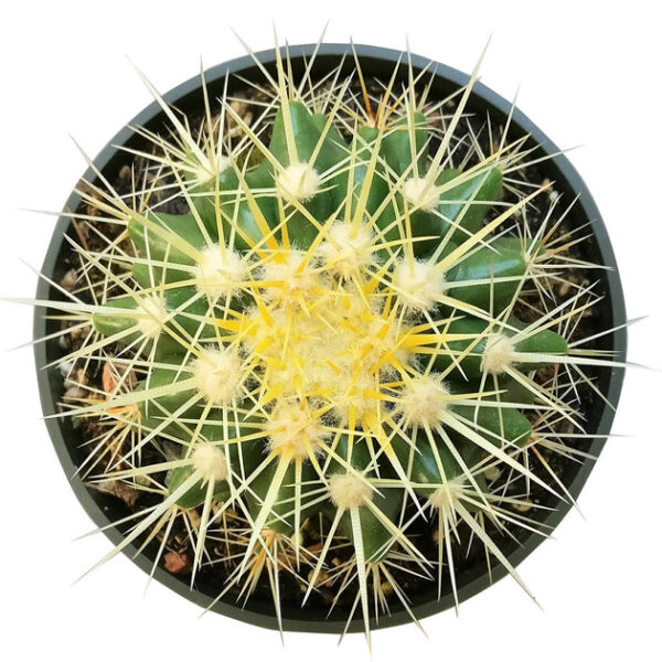 Golden Barrel Cactus - Image 3