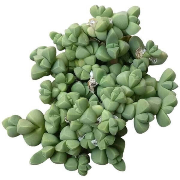 Ice Plant Corpuscularia Lehmannii - Image 2