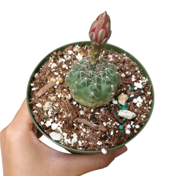 Dwarf Chin Cactus Gymnocalycium - Image 2