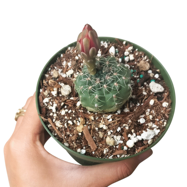 Dwarf Chin Cactus Gymnocalycium - Image 3