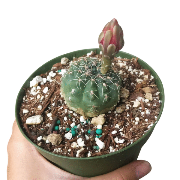 Dwarf Chin Cactus Gymnocalycium - Image 5
