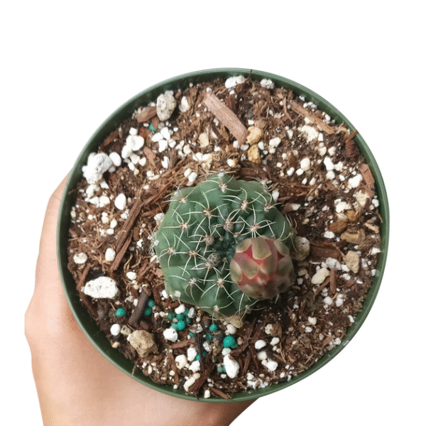 Dwarf Chin Cactus Gymnocalycium - Image 6