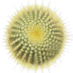 Golden Ball Cactus Echinocactus
