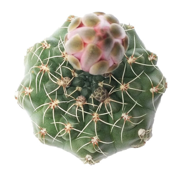 Dwarf Chin Cactus Gymnocalycium - Image 8