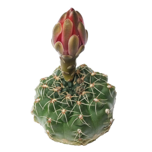 Dwarf Chin Cactus Gymnocalycium - Image 9