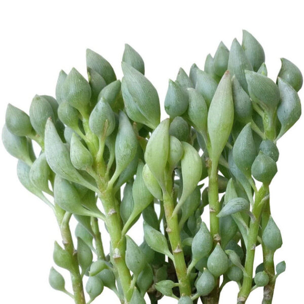 Senecio Citriformis Succulents