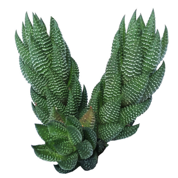 Haworthia Pumila African Pearl - Image 2