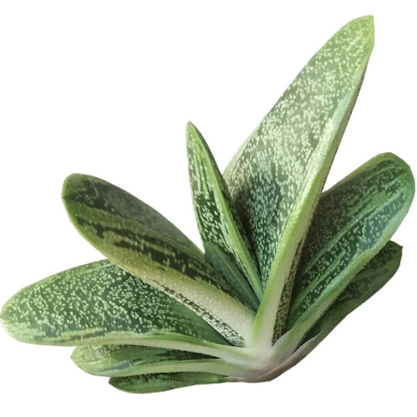 Gasteria Little Warty - Image 2