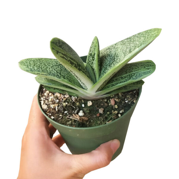 Gasteria Little Warty - Image 3