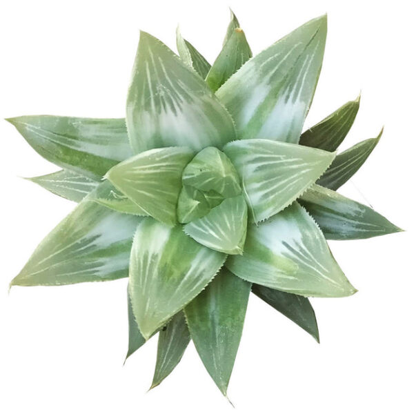 Haworthia White Ghost - Image 2
