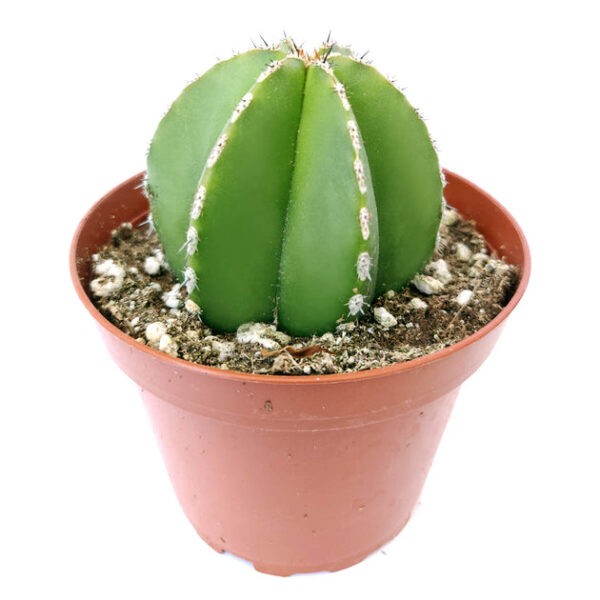 Pachycereus Marginatus Mexican Fence Post Cactus - Image 2
