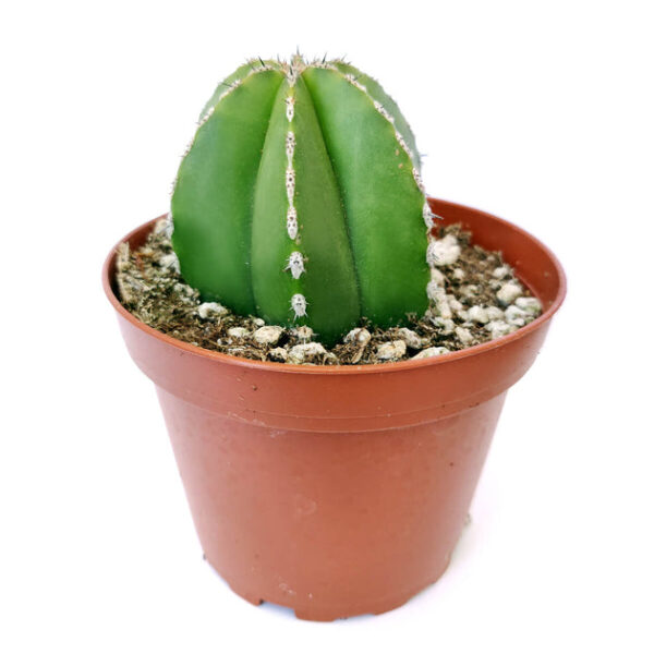 Pachycereus Marginatus Mexican Fence Post Cactus - Image 4