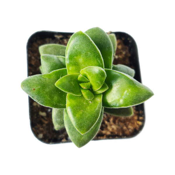 Crassula Springtime Succulent - Image 6
