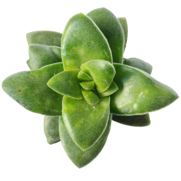 Crassula Springtime Succulent - Image 4