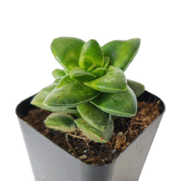 Crassula Springtime Succulent - Image 7