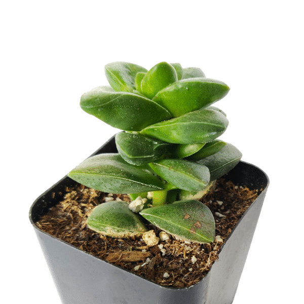 Crassula Springtime Succulent - Image 8
