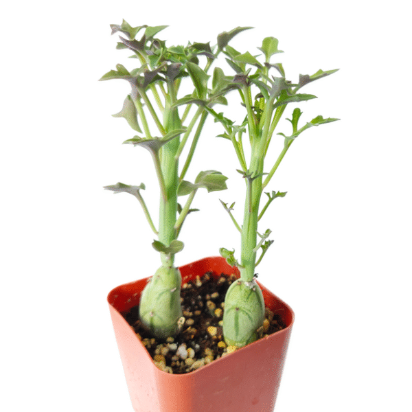 SENECIO Articulatus Candle Plant - Image 3