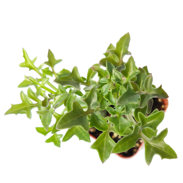 SENECIO Articulatus Candle Plant - Image 4