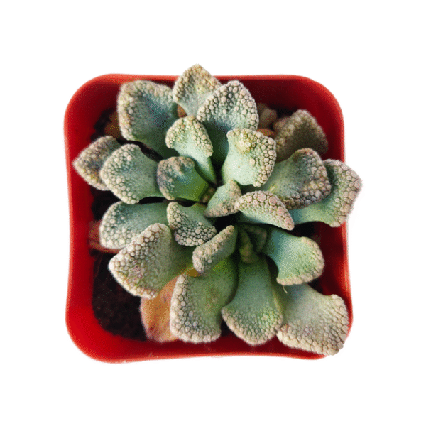 Concrete Leaf Titanopsis Calcarea Cactus - Image 6