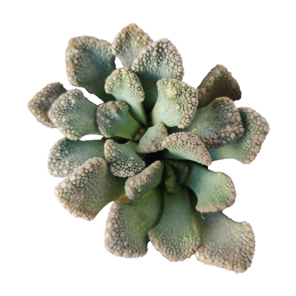 Concrete Leaf Titanopsis Calcarea Cactus - Image 4
