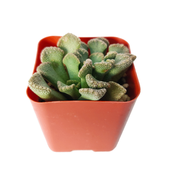 Concrete Leaf Titanopsis Calcarea Cactus - Image 7