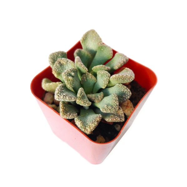 Concrete Leaf Titanopsis Calcarea Cactus - Image 8