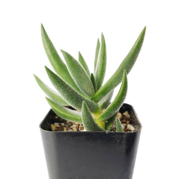 Crassula Mesembryanthemoides Tenelli - Image 4
