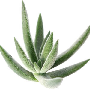 Crassula Mesembryanthemoides Tenelli