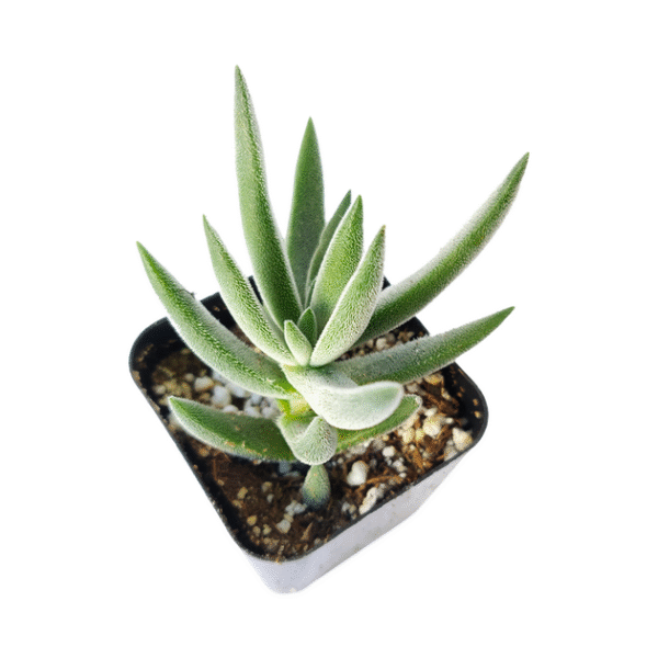 Crassula Mesembryanthemoides Tenelli - Image 5
