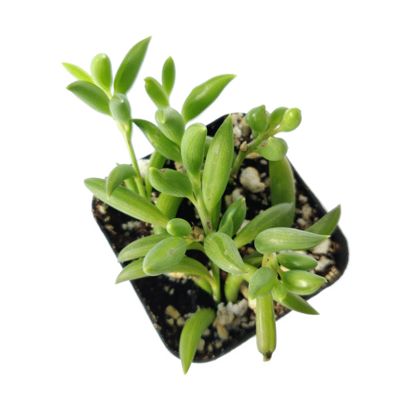Senecio String of Bananas - Image 7