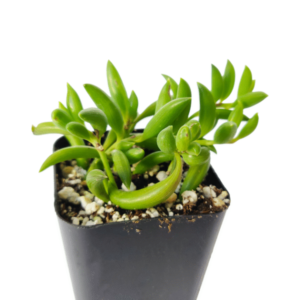 Senecio String of Bananas - Image 8