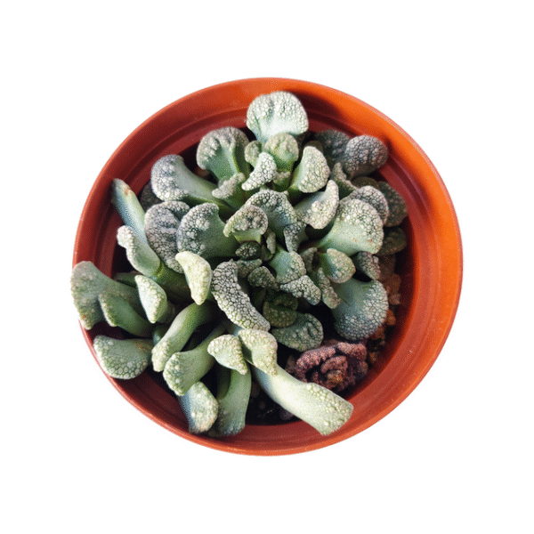 Concrete Leaf Titanopsis Calcarea Cactus - Image 9