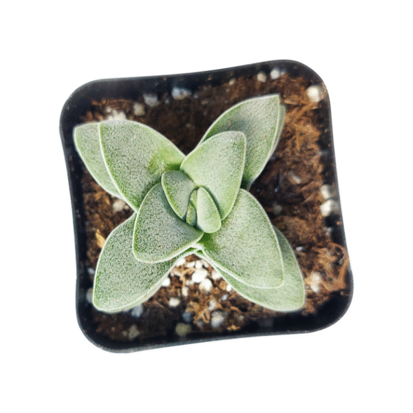 Crassula Morgan hybrid w. Silver Springtime - Image 8