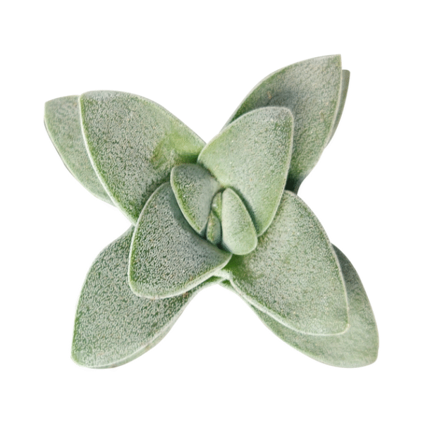 Crassula Morgan hybrid w. Silver Springtime - Image 5
