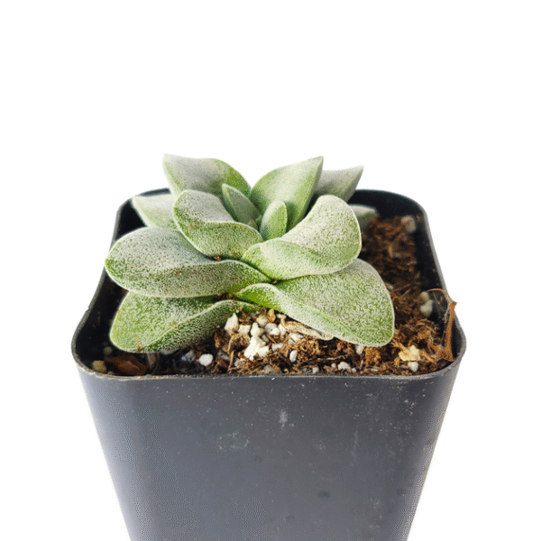 Crassula Morgan hybrid w. Silver Springtime - Image 7