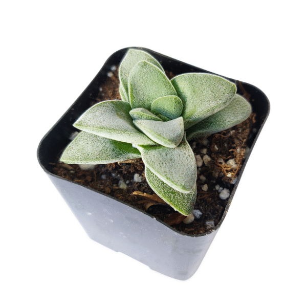 Crassula Morgan hybrid w. Silver Springtime - Image 6