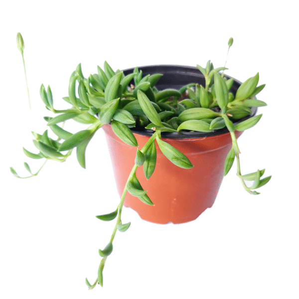 Senecio String of Bananas - Image 5