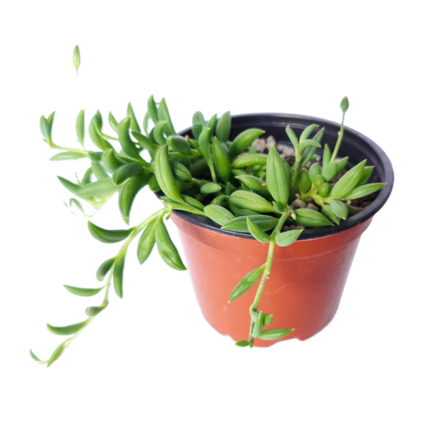 Senecio String of Bananas - Image 6
