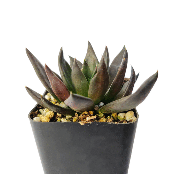 Echeveria Black Knight - Image 9