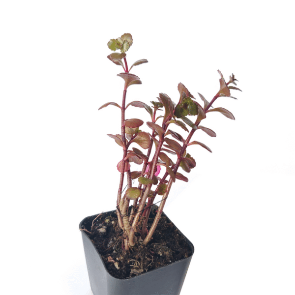 Dragon's Blood Sedum - Image 3