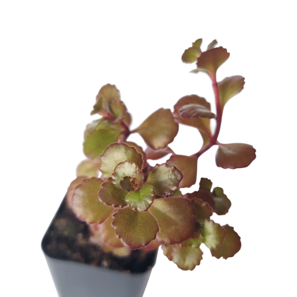 Dragon's Blood Sedum - Image 4
