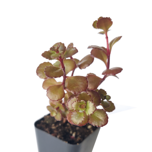 Dragon's Blood Sedum - Image 6