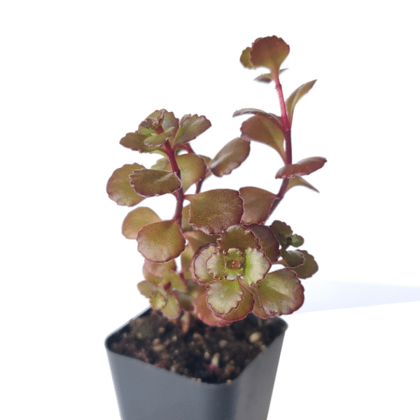 Dragon's Blood Sedum - Image 5