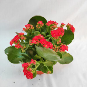 Kalanchoe blossfeldiana 'Calandiva Red'