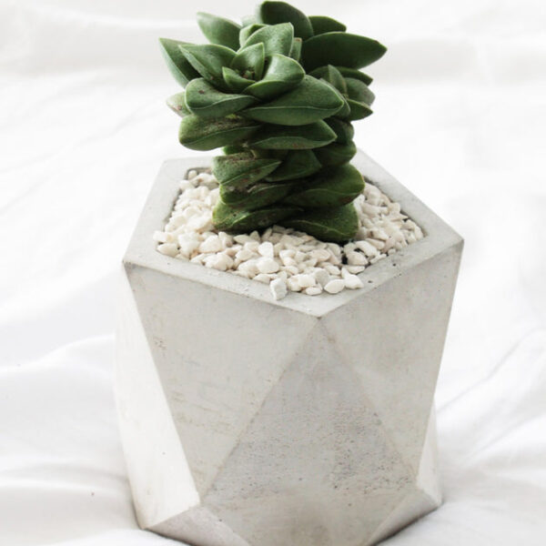 Crassula Springtime Succulent - Image 3
